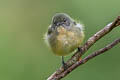 Fire-breasted Flowerpecker ignipectus ignipectus