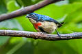 Fire-breasted Flowerpecker ignipectus ignipectus