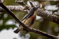 Fire-breasted Flowerpecker ignipectus dolichorhynchum