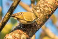 Fire-capped Tit Cephalopyrus flammiceps olivaceus