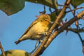 Fire-capped Tit Cephalopyrus flammiceps olivaceus