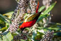 Fire-tailed Sunbird Aethopyga iginicauda iginicauda