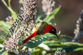 Fire-tailed Sunbird Aethopyga iginicauda iginicauda