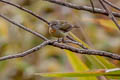 Fire-tailed Sunbird Aethopyga iginicauda iginicauda