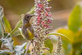 Fire-tailed Sunbird Aethopyga iginicauda iginicauda