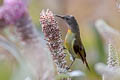 Fire-tailed Sunbird Aethopyga iginicauda iginicauda