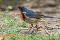 Firethroat Calliope pectardens