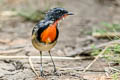 Firethroat Calliope pectardens