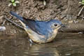 Firethroat Calliope pectardens