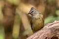 Flavescent Bulbul Pycnonotus flavescens viridis