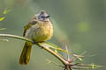 Flavescent Bulbul Pycnonotus flavescens viridis