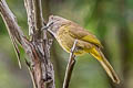 Flavescent Bulbul Pycnonotus flavescens viridis