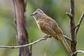 Flavescent Bulbul Pycnonotus flavescens viridis