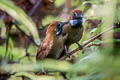 Fluffy-backed Tit-Babbler Macronus ptilosus ptilosus