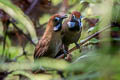 Fluffy-backed Tit-Babbler Macronus ptilosus ptilosus