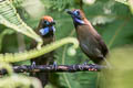 Fluffy-backed Tit-Babbler Macronus ptilosus ptilosus