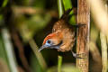 Fluffy-backed Tit-Babbler Macronus ptilosus ptilosus