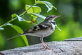 Forest Wagtail Dendronanthus indicus 