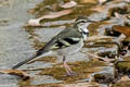 Forest Wagtail Dendronanthus indicus 