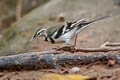 Forest Wagtail Dendronanthus indicus 