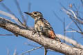 Rufous-bellied Woodpecker Dendrocopos hyperythrus longipennis