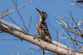 Rufous-bellied Woodpecker Dendrocopos hyperythrus longipennis