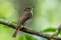 Fulvous-chested Jungle Flycatcher Cyornis olivaceus olivaceus