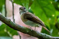 Fulvous-chested Jungle Flycatcher Cyornis olivaceus olivaceus