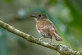 Fulvous-chested Jungle Flycatcher Cyornis olivaceus olivaceus