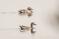 Garganey Spatula querquedula