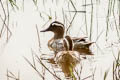 Garganey Spatula querquedula