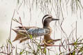 Garganey Spatula querquedula