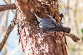 Giant Nuthatch Sitta magna magna