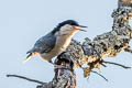 Giant Nuthatch Sitta magna magna