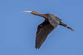 Glossy Ibis Plegadis falcinellus 