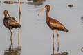 Glossy Ibis Plegadis falcinellus 