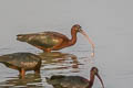 Glossy Ibis Plegadis falcinellus 