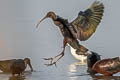 Glossy Ibis Plegadis falcinellus 