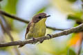 Golden-bellied Gerygone Gerygone sulphurea sulphurea