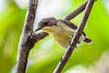 Golden-bellied Gerygone Gerygone sulphurea sulphurea