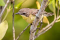 Golden-bellied Gerygone Gerygone sulphurea sulphurea