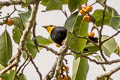 Golden-crested Myna Ampeliceps coronatus 