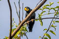 Golden-crested Myna Ampeliceps coronatus 