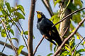 Golden-crested Myna Ampeliceps coronatus 