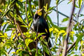 Golden-crested Myna Ampeliceps coronatus 