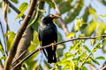 Golden-crested Myna Ampeliceps coronatus 