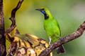 Golden-fronted Leafbird Chloropsis aurifrons incompta