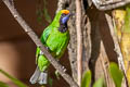 Golden-fronted Leafbird Chloropsis aurifrons incompta