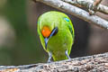 Golden-fronted Leafbird Chloropsis aurifrons incompta