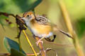 Golden-headed Cisticola Cisticola exilis equicaudatus